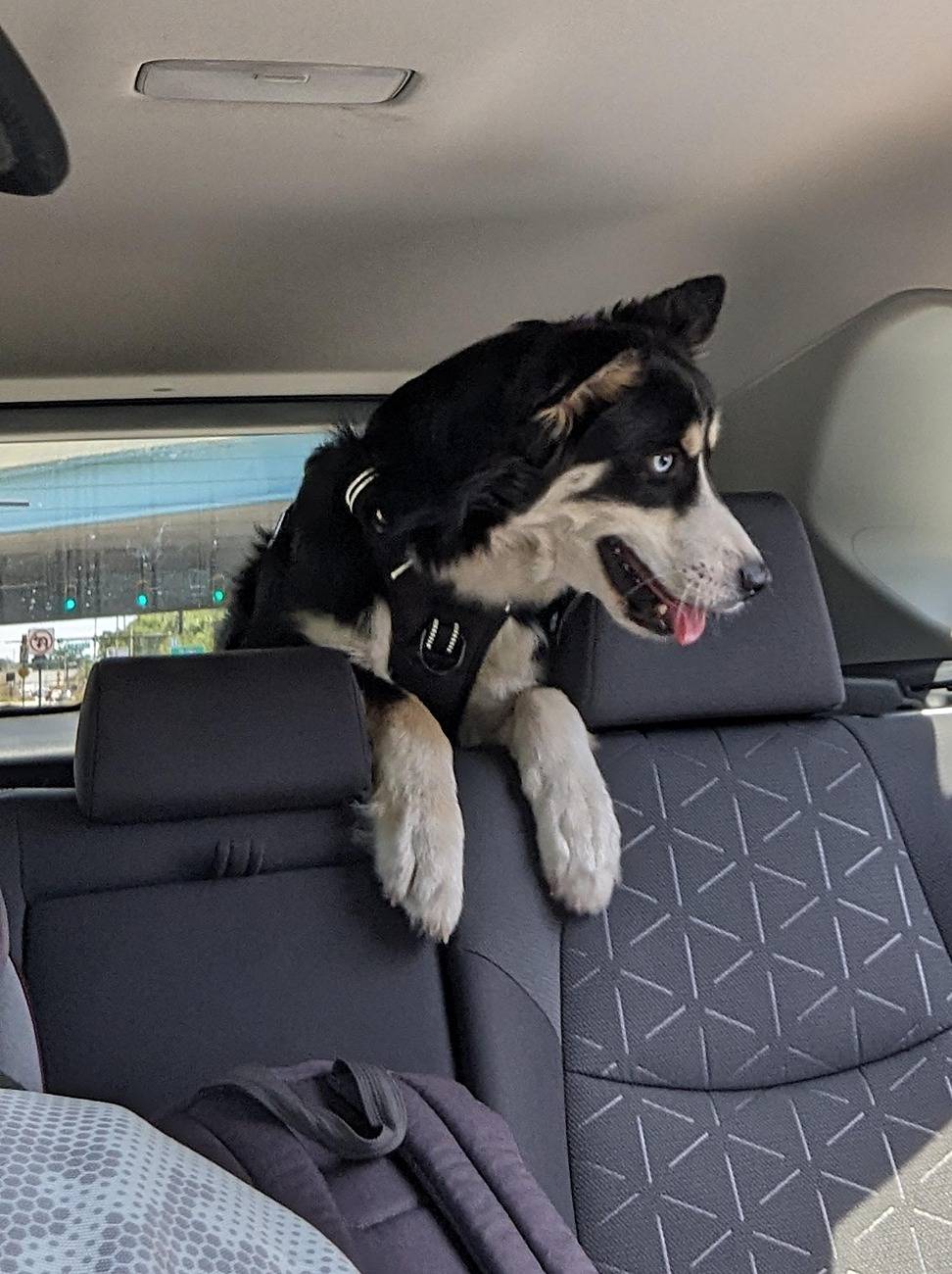 2025 Toyota 4runner Dogs / Pets ride-along photos thread! 🐾 thor