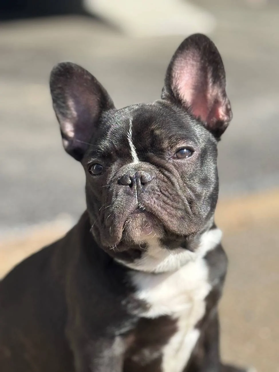 2025 4runner 6th gen 🐶 International Puppy Day: How Did You Celebrate? 🐾 IMG_9721