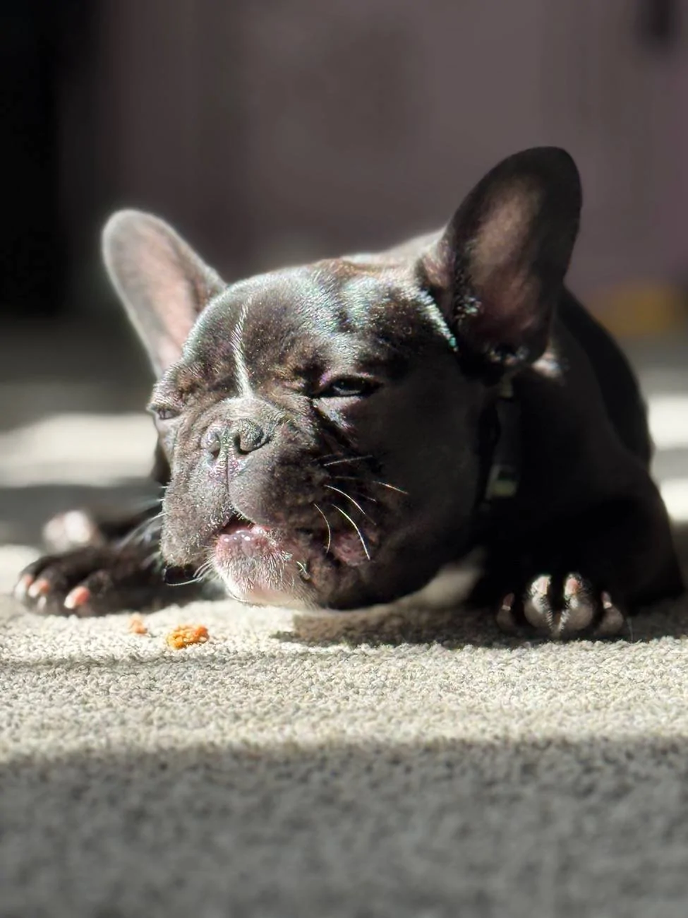 2025 4runner 6th gen 🐶 International Puppy Day: How Did You Celebrate? 🐾 IMG_9822