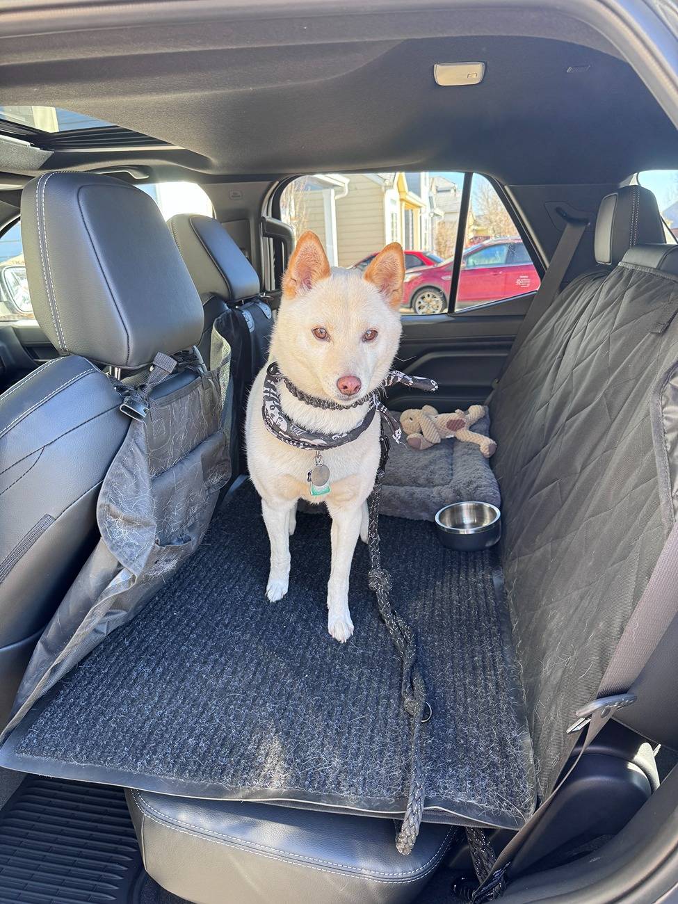 2025 4runner 6th gen 🐶 International Puppy Day: How Did You Celebrate? 🐾 IMG_7246 2.JPG