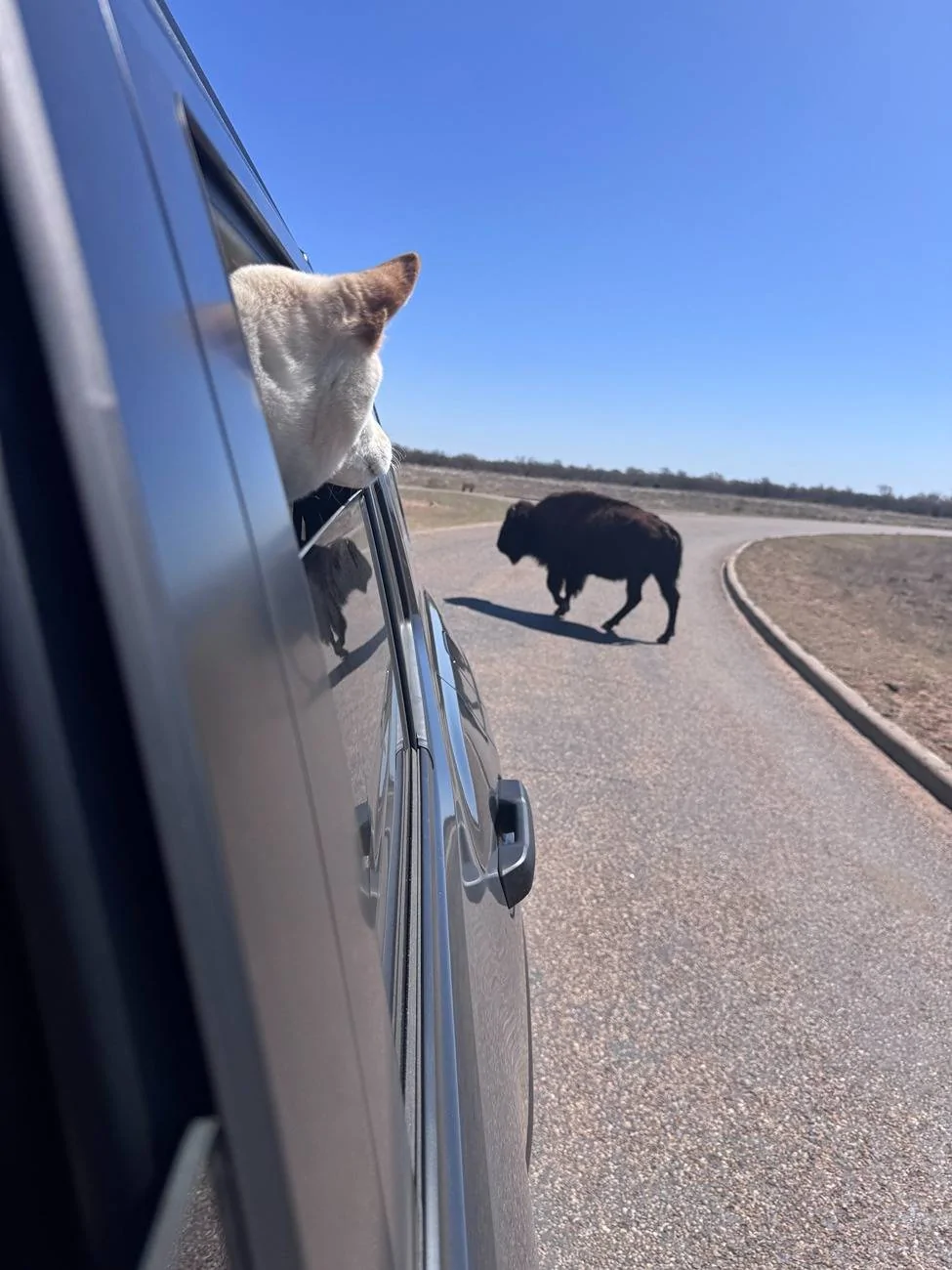 2025 4runner 6th gen 🐶 International Puppy Day: How Did You Celebrate? 🐾 IMG_7440