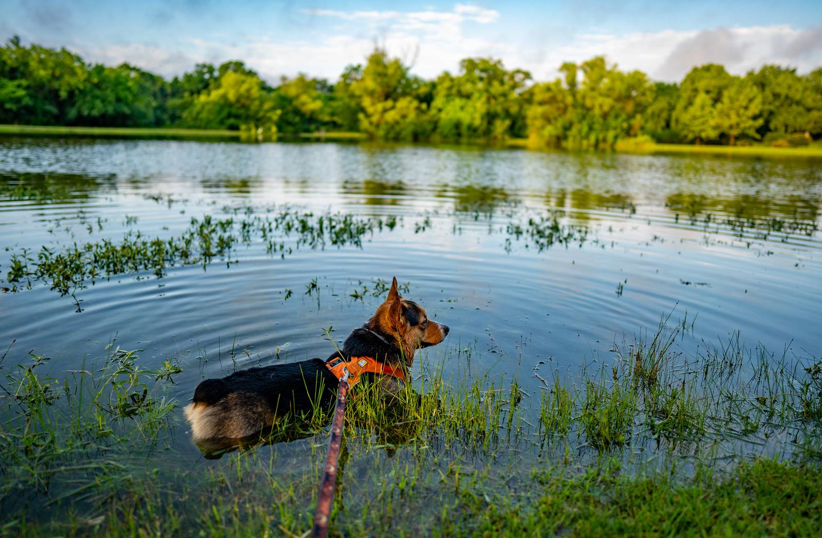 2025 4runner 6th gen 🐶 International Puppy Day: How Did You Celebrate? 🐾 IMG_0453
