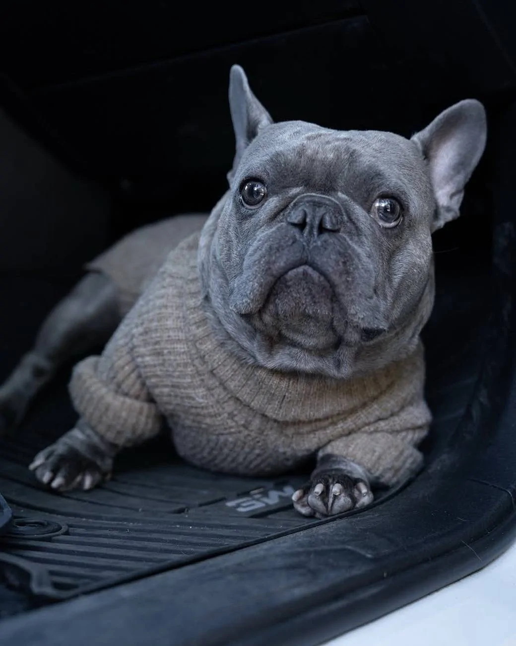 2025 4runner 6th gen 🎉 We’ve Arrived – And Brought a 25% OFF Welcome Gift Just for You! 🎁 jg-dog-1-jpg