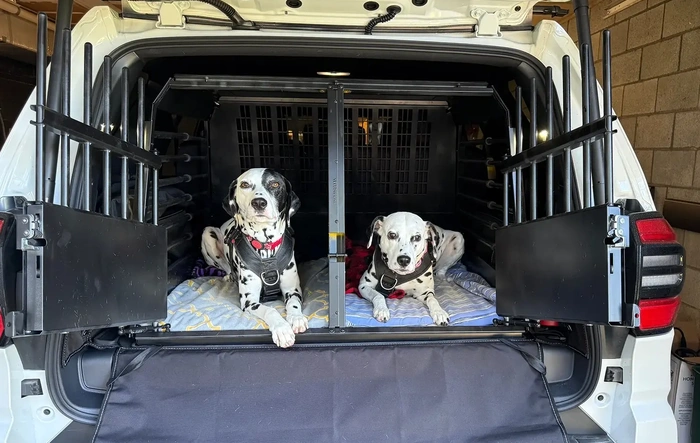 Dalmatian Edition