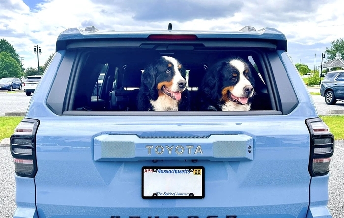 Dogs / Pets ride-along photos thread! 🐾