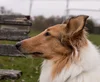 Sugar At Park Left-facing.webp