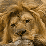 Liontracks