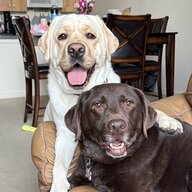 PawsAndPRs