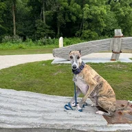 Jakethewhippet1