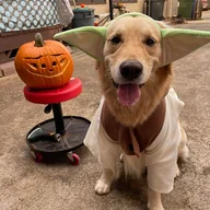 SparkyMMA