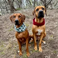 roadtripping_ridgebacks