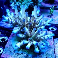 acropora
