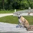 Jakethewhippet1