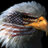 AF VETERAN